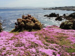 Pacific Grove