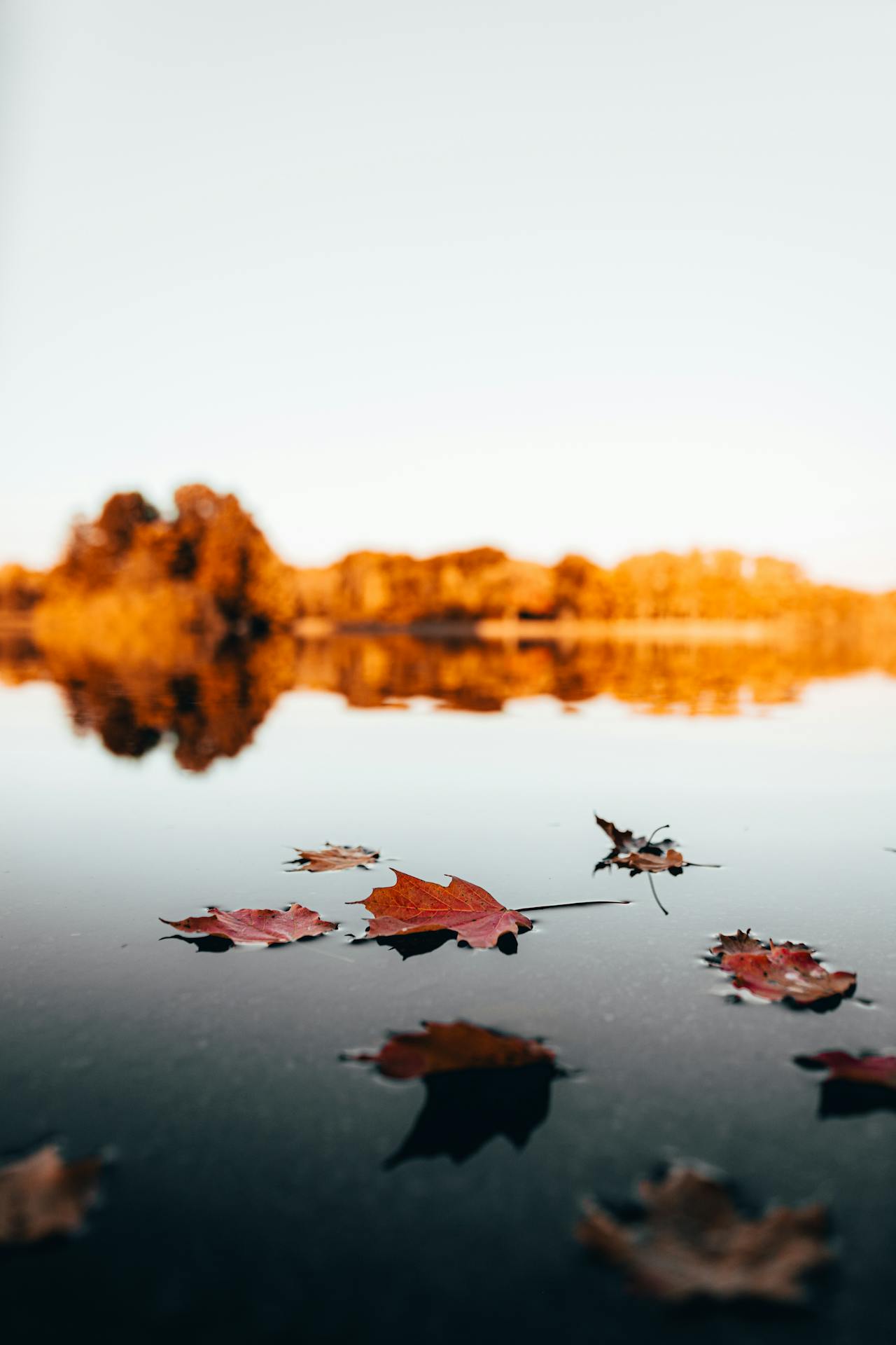 Read more about the article Fall Maintenance Tips for Your Lake Naci Home