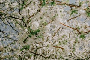 Read more about the article Why Spring Is the Best Time to Buy a Home at Lake Naci