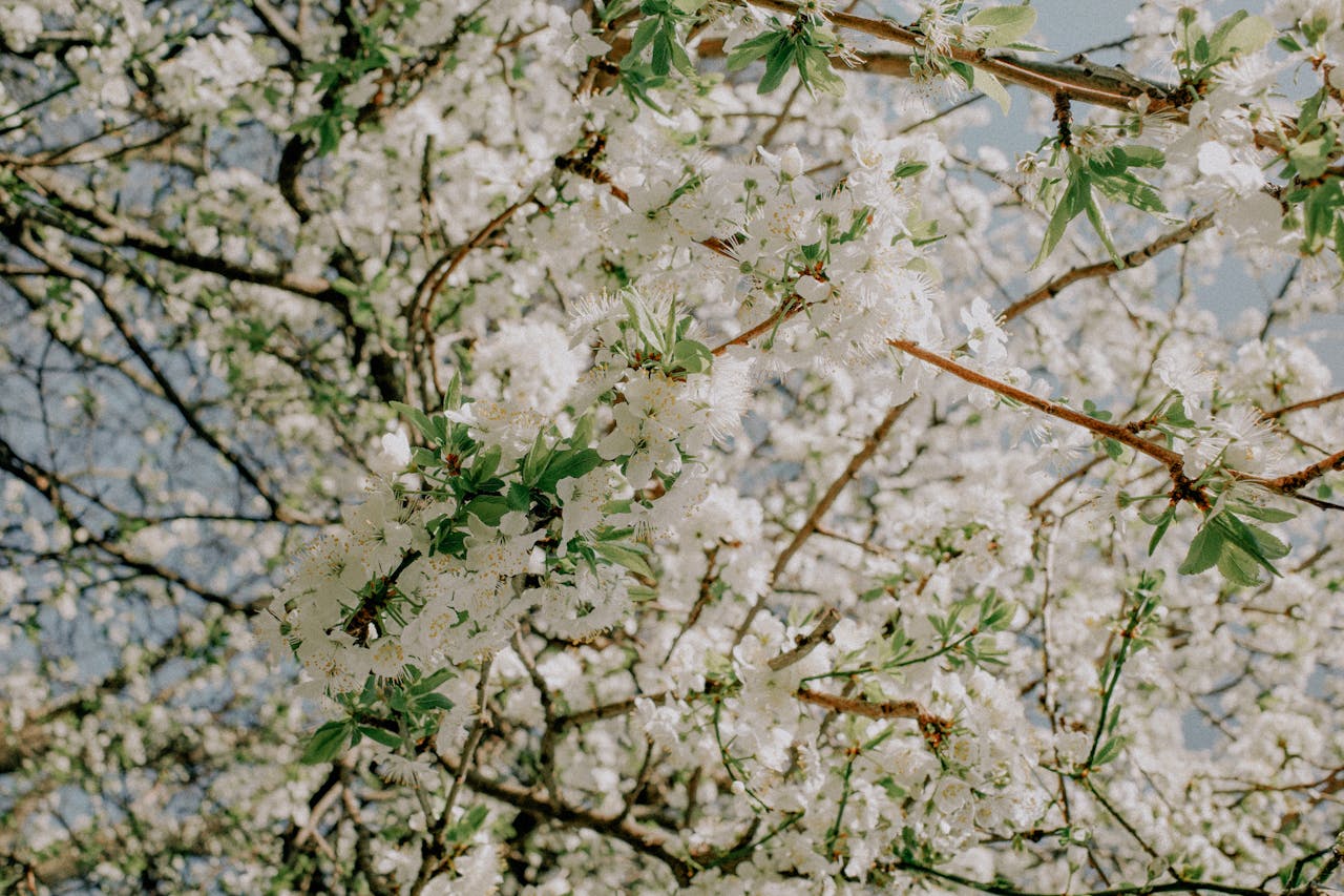 You are currently viewing Why Spring Is the Best Time to Buy a Home at Lake Naci